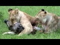 Two lionesses enjoying a warthog for dinner