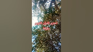 احترم القرآن الكريم دقيقة #اكسبلور #قرآن #المصحف #راحة_نفسية #الرحمن