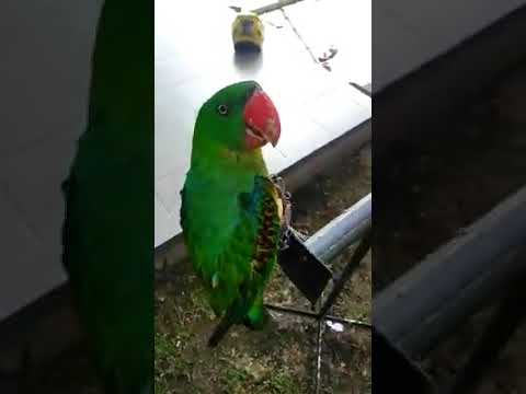 Nuri Bayan Kelapa Youtube