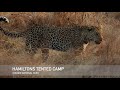 Hamiltons tented camp