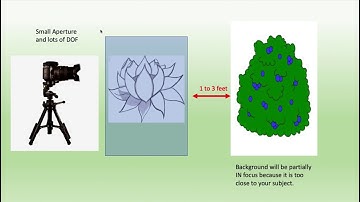 Macro Photography - Focus Stacking Part 2