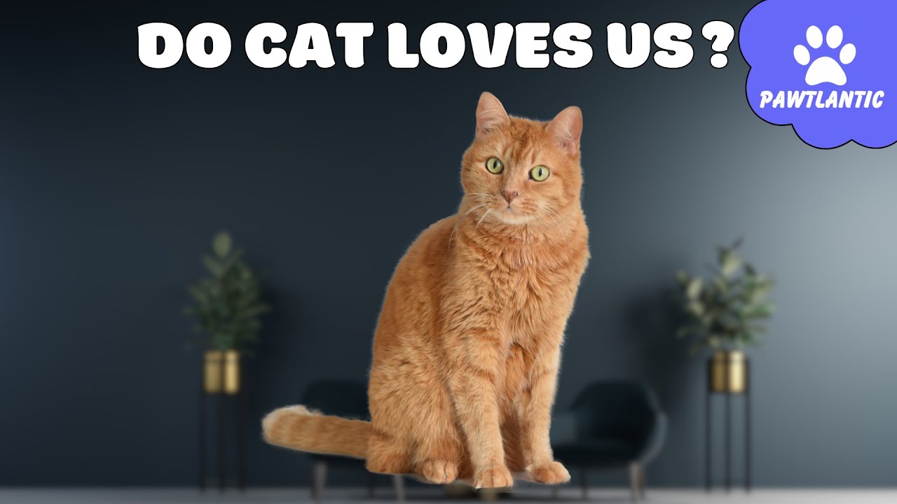 Do Cats LOVE US? How Can We Know? Cat Facts YouTube