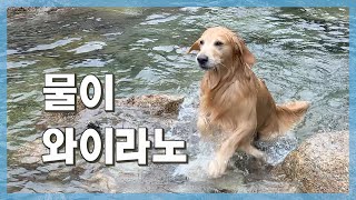 Retriever who loves to play in the water leaves the icycold stream with no hesitation