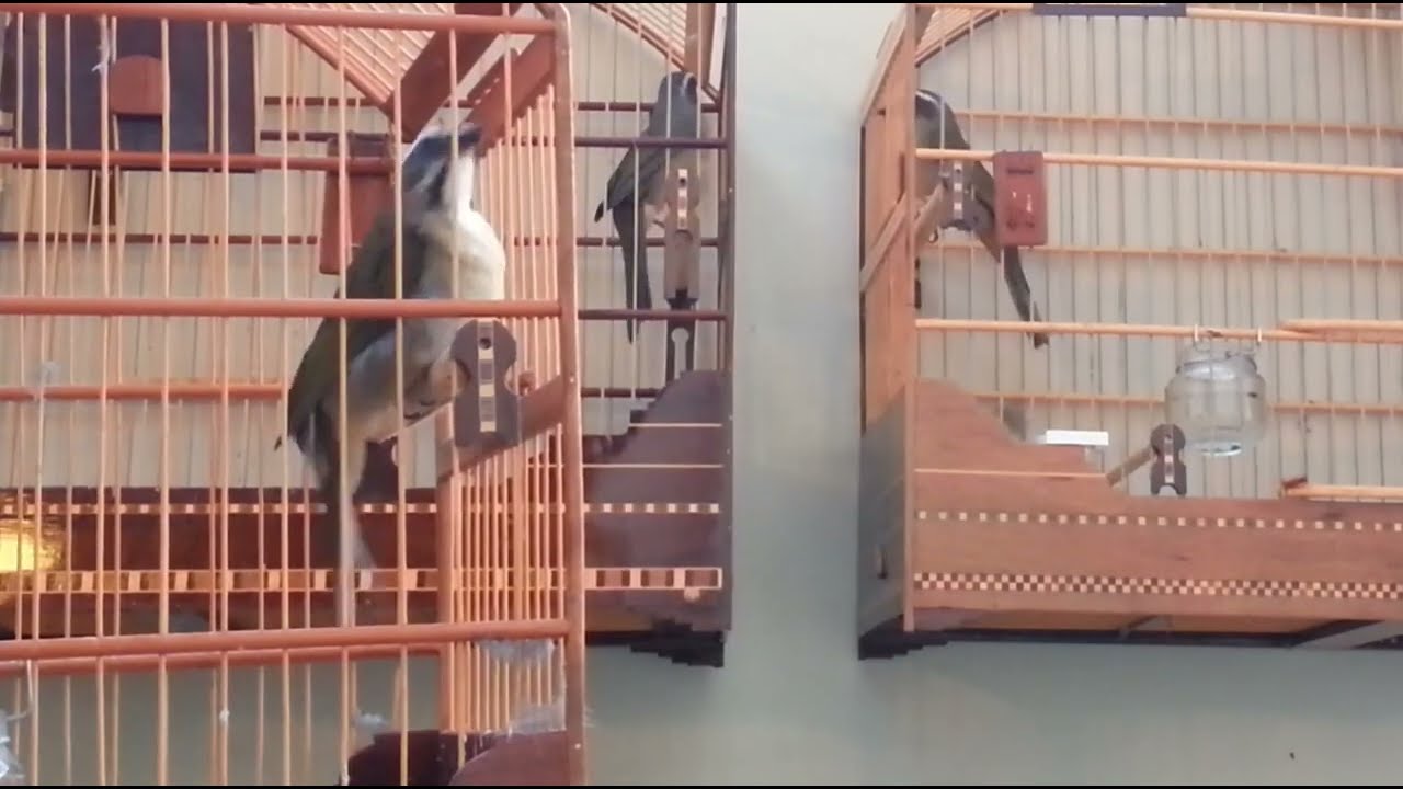 ESQUENTAR CAMPEÃO TRINCA FERRO CANTO FORTE FIBRA MÁXIMA