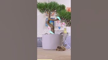 Lucas is having Web Design problems #LucastheSpider #cartoonforkids