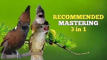KOMPILASI MASTERAN 3 IN 1 SUPER JERNIH | CUCAK JENGGOT VS KAPAS TEMBAK VS CILILIN
