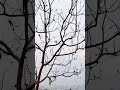 There are no words to describe the wonder of nature. #nature #tree #shorts #youtubeshorts