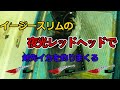 【イカメタル】イージースリムの夜光レッドヘッドカラーでイカを大量に釣る！【エギング】【オモリグ】【日本海】