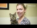 Pet of the Week, Humane Society of Lebanon County. Do you need a kitty?