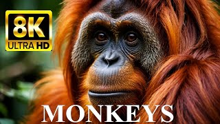 MONKEYS & APES 8K Ultra HD – Names, Locations And Real Sounds