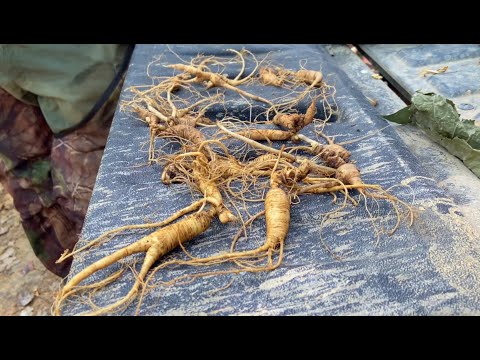 Vídeo: És legal cavar ginseng a Tennessee?