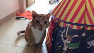 MyKittyLittleB - CAT HISSES TO VACUUM CLEANER
