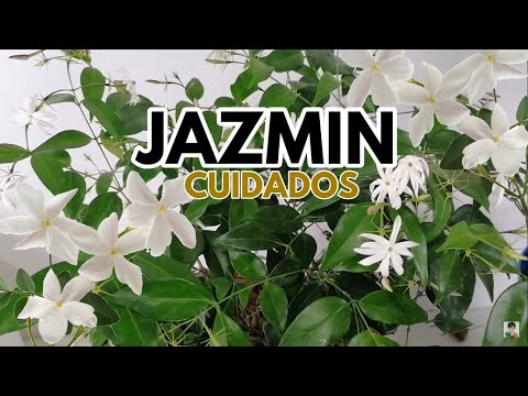 Video: Jasmine Not Flowering: qué hacer con un jazmín sin flores