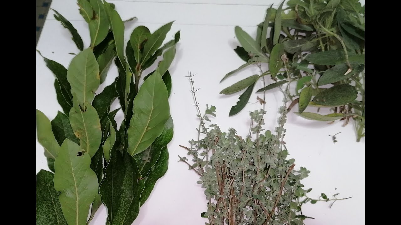 Some Important Fresh Herbs For Cooking | Fresh Herbs - YouTube