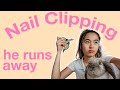 CLIPPING RABBIT NAILS | Tips for squirmy rabbits