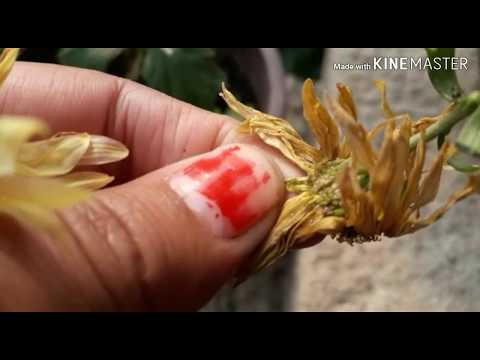 Видео: Chrysanthemum өвчин: трипс ба Aphids -ийн эмчилгээ. Навч яагаад буржгар, шар өнгөтэй болдог вэ? Гэрийн хризантемийн цагаан зэвийг хэрхэн яаж арилгах вэ?