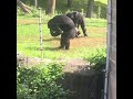 Chimp throws poop on daughter and myself part 2 of shit in next video