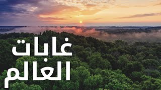 معلومات عن غابات كوكب الارض _ انواع الغابات حول العالم