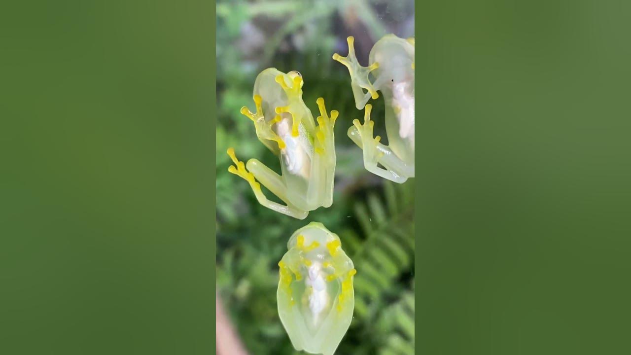 These Frogs Hide Thanks to Transparent Skin 