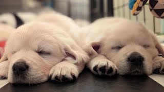 11 Golden Retriever puppies go to the vet (The Bumblebee Litter)