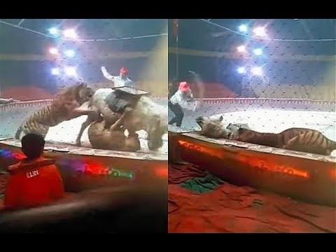 A tiger and a lioness attack a horse in a circus 2018