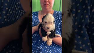 Maggie at 4 Weeks  Old English Sheepdog Puppy