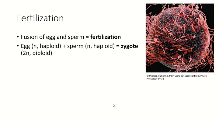 Reproduction, Fertilization
