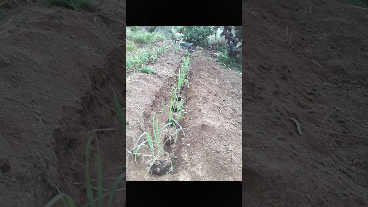 Té de limón (cultivo)