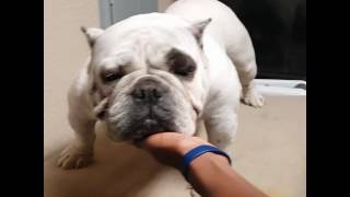 League Line Bullies Elsa