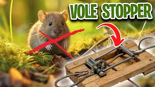 How to Trap Voles? Vole Mouse Trap