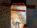 小さくされポップコーンの仲間に