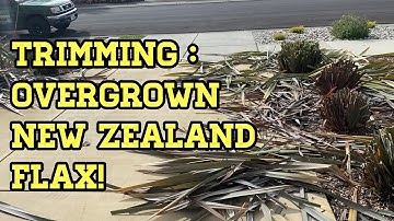 How I trim and price Flax [ English Audio ]