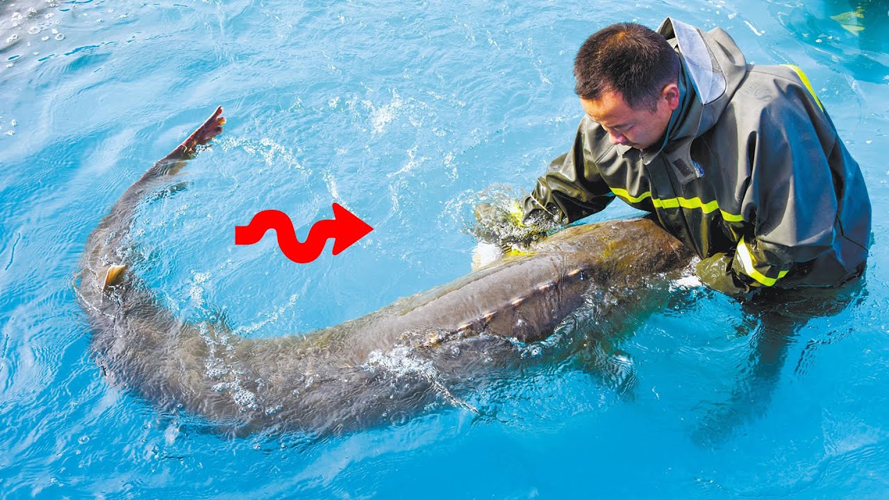 鱼子酱的秘密，世界三大珍馐美食之一，每克售价可高达6000 美元，大开眼界的鲟鱼养殖过程