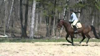 Charlie at Maple Street Equestrian - transitions, changes and flatwork