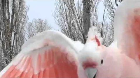 Susan Hilliard flying some of her parrots at Porcu...