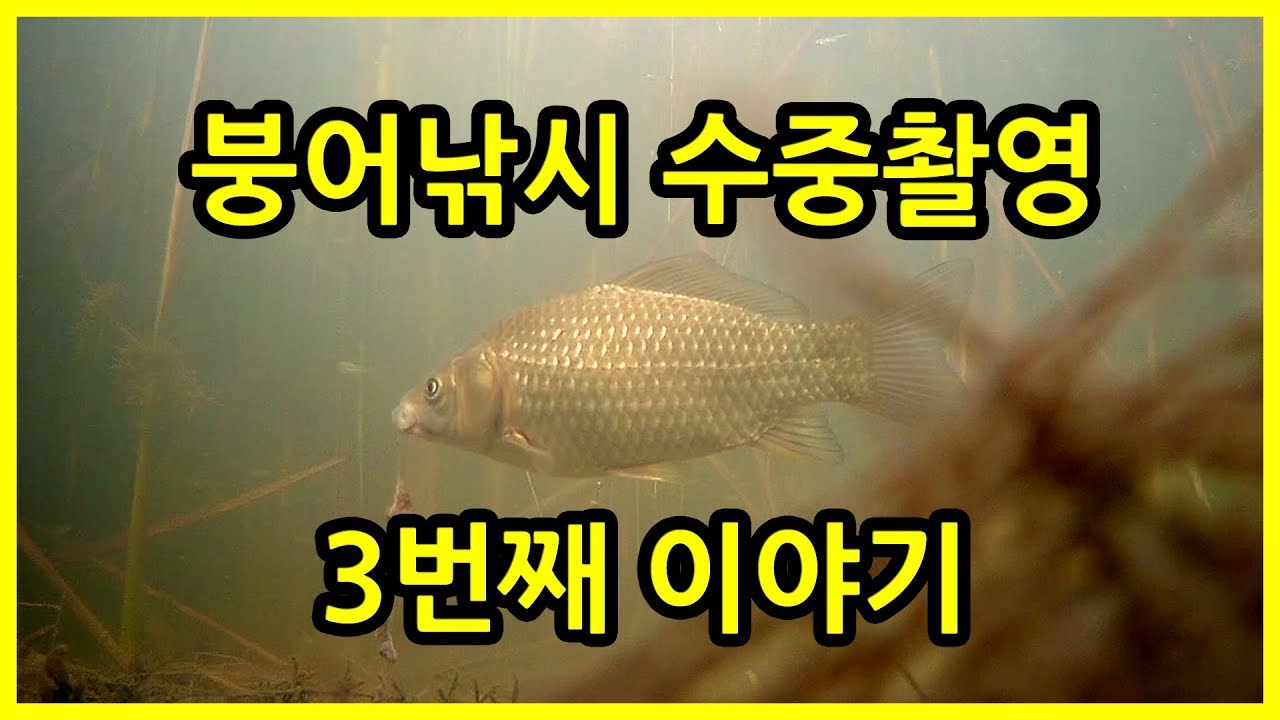 붕어낚시 수중 촬영 시즌 3 붕어의 이물감 (Fishing Underwater camera) YouTube