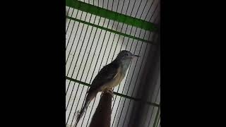 Burung wiwik kelabu Gacor dar der dor