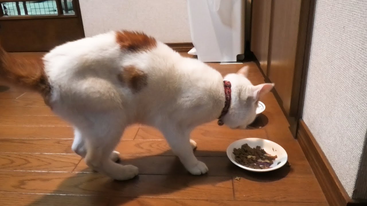 脱走した猫さんがガリガリになって帰ってきた Youtube