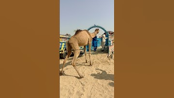 Camel loading in,truck#short video #viral YouTube #2025