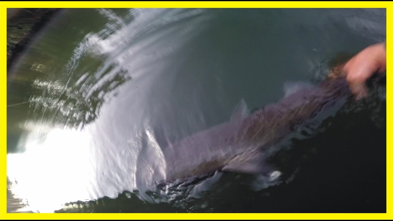MOKELUMNE RIVER SALMON FISHING A Teaser YouTube