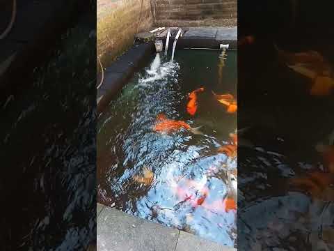 Koi Jogja