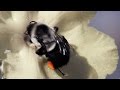 Impact of Fungicides on Bees