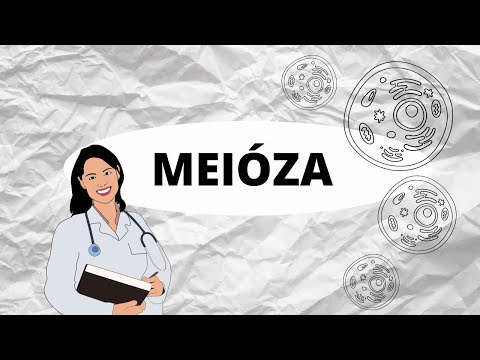 Video: Kolik buněk vzniká meiózou?