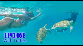 SWIMMING WITH THE TURTLES BARBADOS, Upclose experience with lazy Lizard Water Adventures