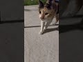 Kızım beni bu kediden kıskanıyor🤎🧡#kesfet#keşfetteyiz#keşfetedüş#kedivideoları#catshorts#catvideo