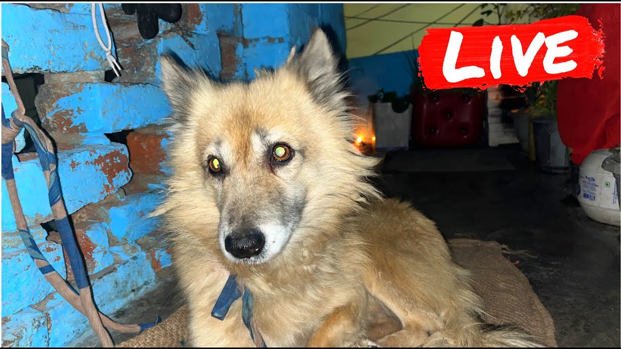 Dog live streaming in night time | Dogesh Bhai live TV #livestreaming # ...