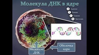 Видео Сознание как функция мозга должно обеспечивать развитие человека (автор: Alexandr2063)