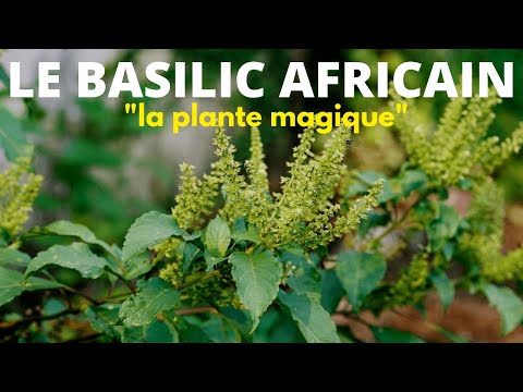 Vidéo: Conditions de croissance de la plante de quinine : en savoir plus sur les soins à la quinine sauvage