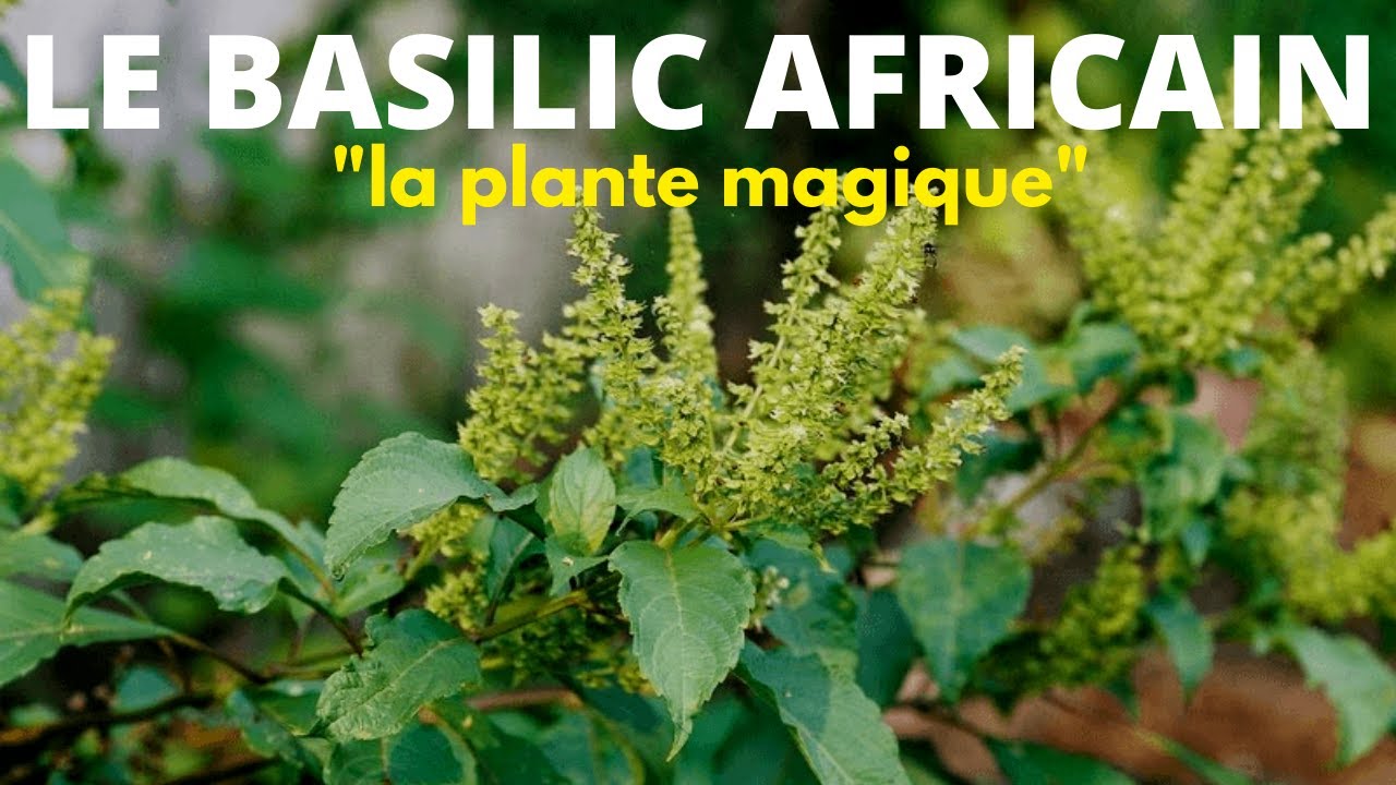 Les vertus magique et incroyables du BASILIC AFRICAIN YouTube — free download