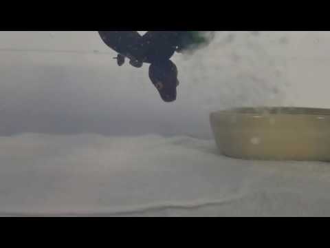 Green tree python neonate caudal luring